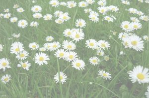 Grass and Daisies