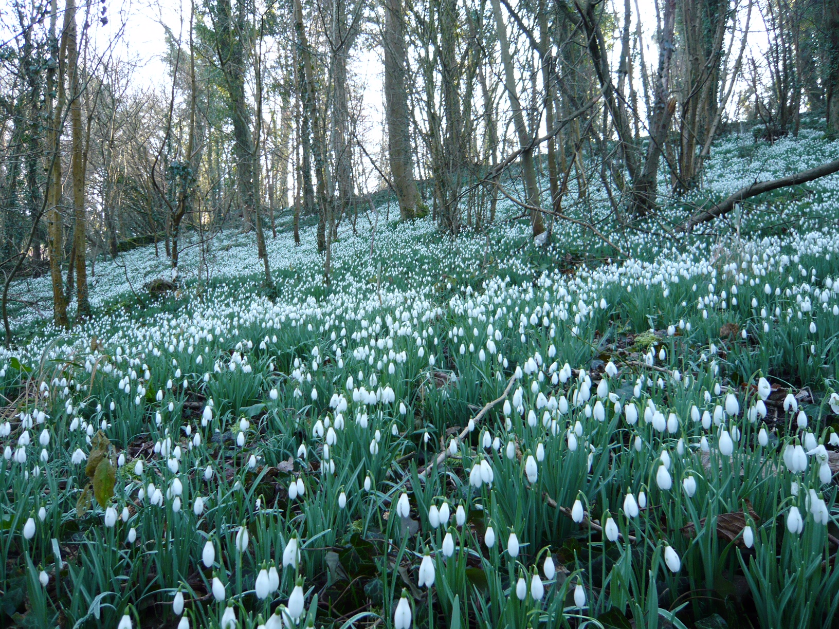 Frank Mansell - Cherington lake snowdrops