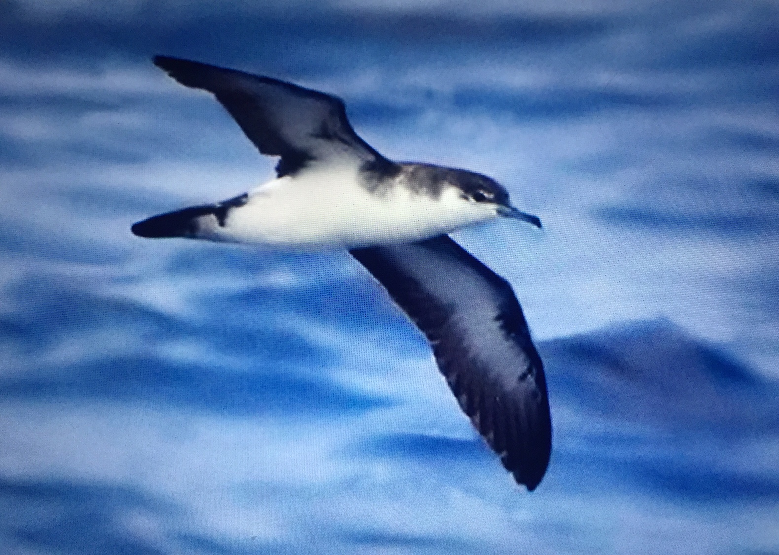 September: Picture of a Manx Shearwater.