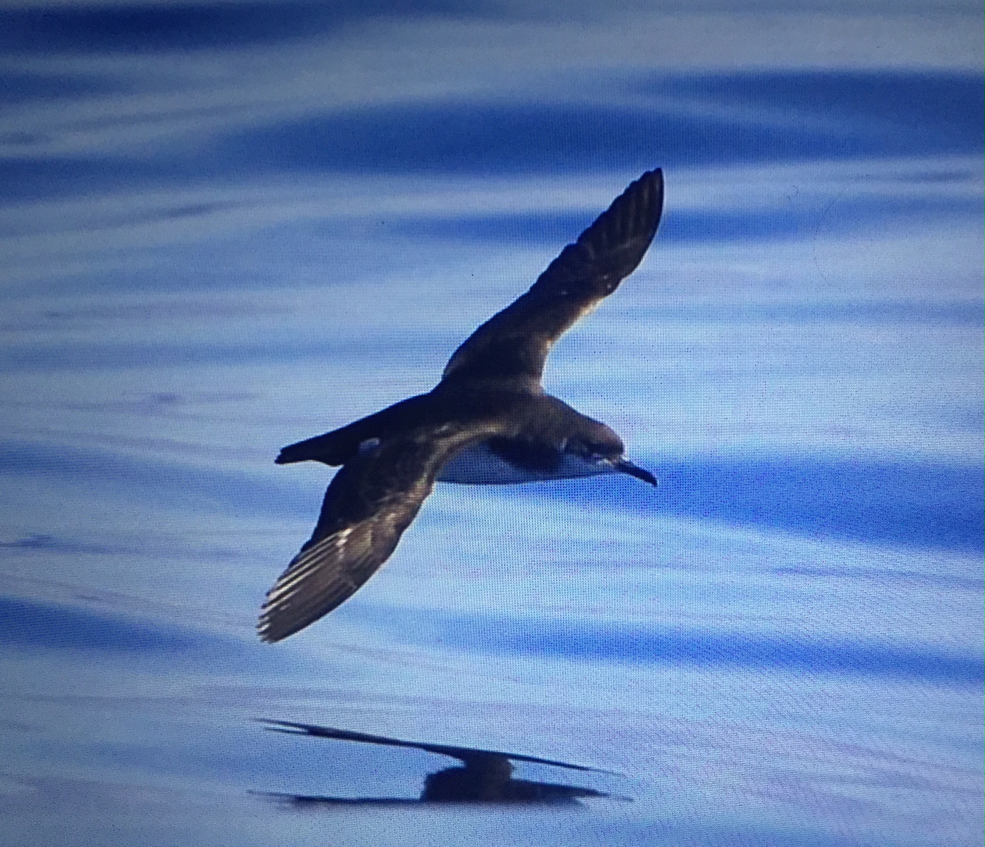 September: Manx Shearwater in Flight.