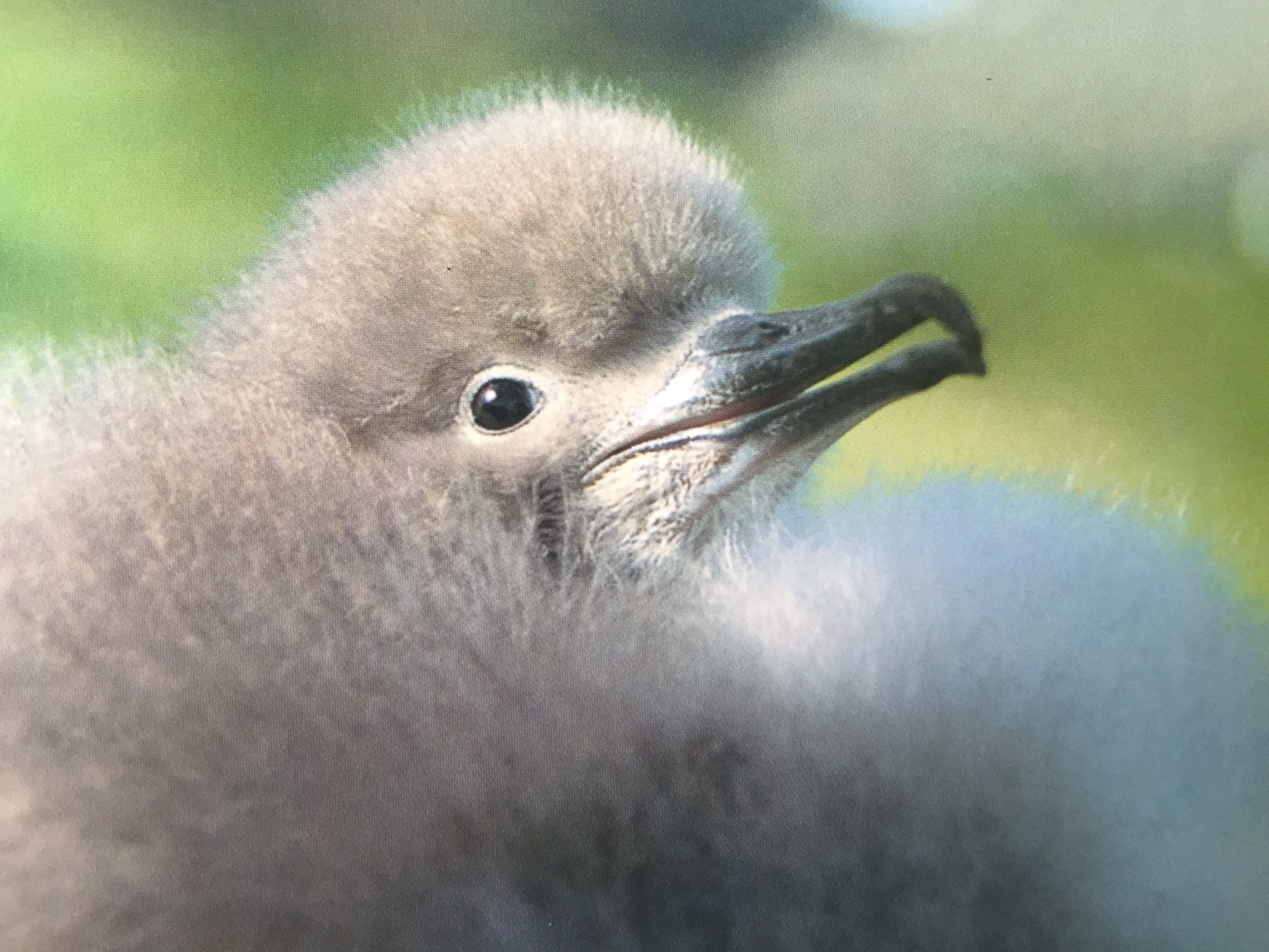 September: Manx Shearwater Chick.