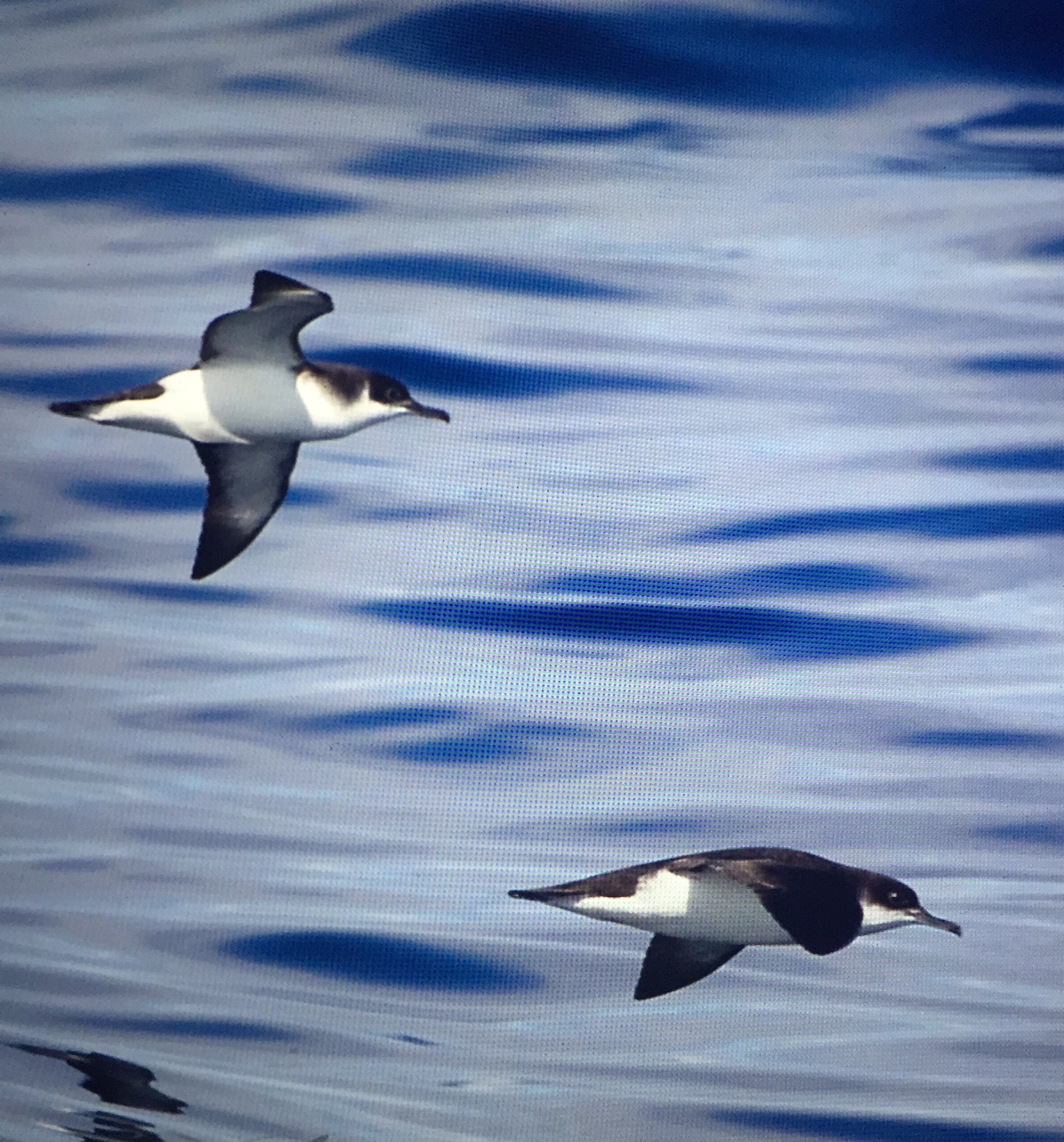 September: The truly wonderful Manx Shearwater.