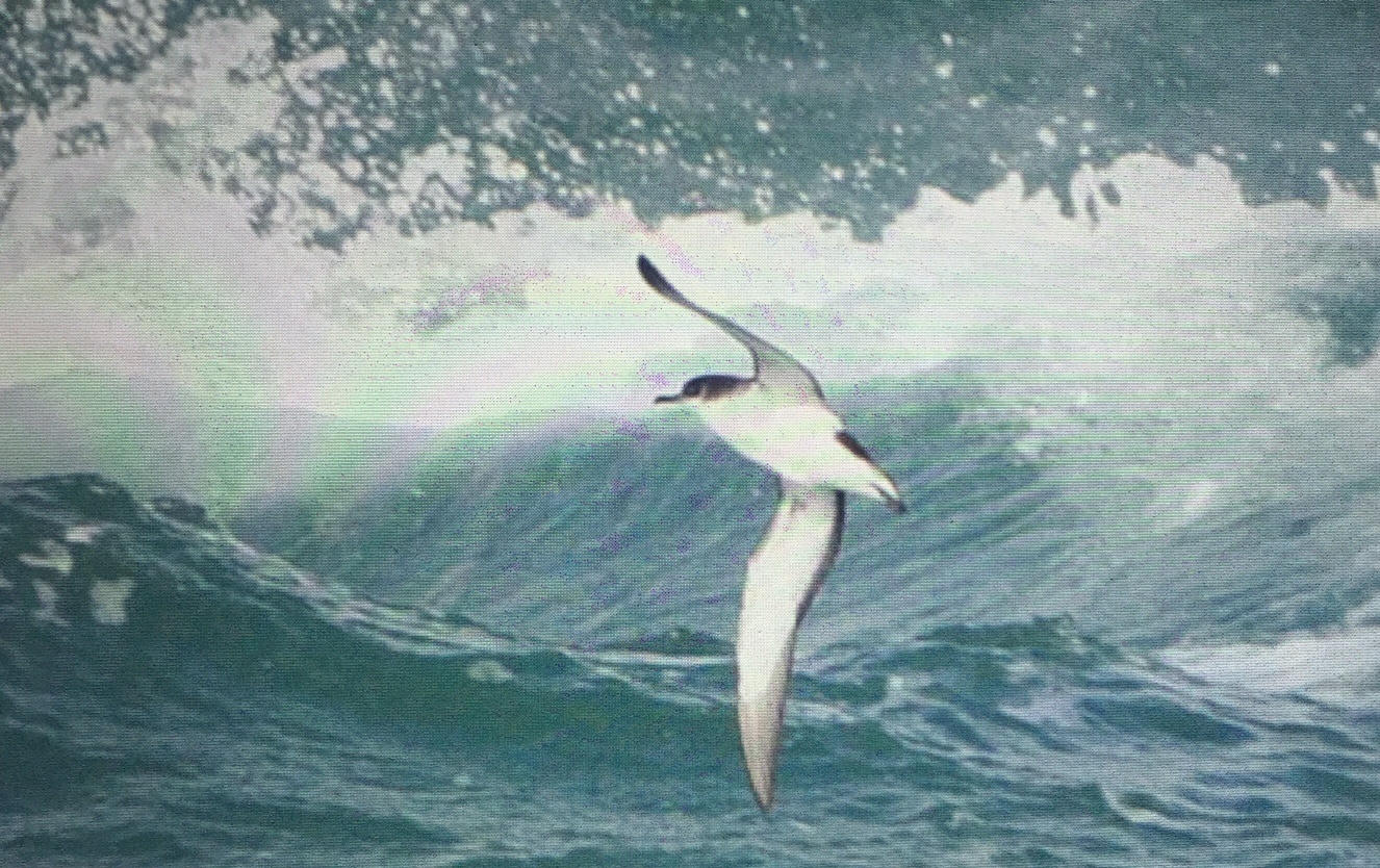 September: Manx Shearwater in full flight.