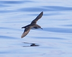 Dreaming: Manx Shearwater in full flight.