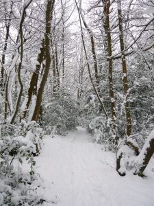 Winter snow scene with trees.