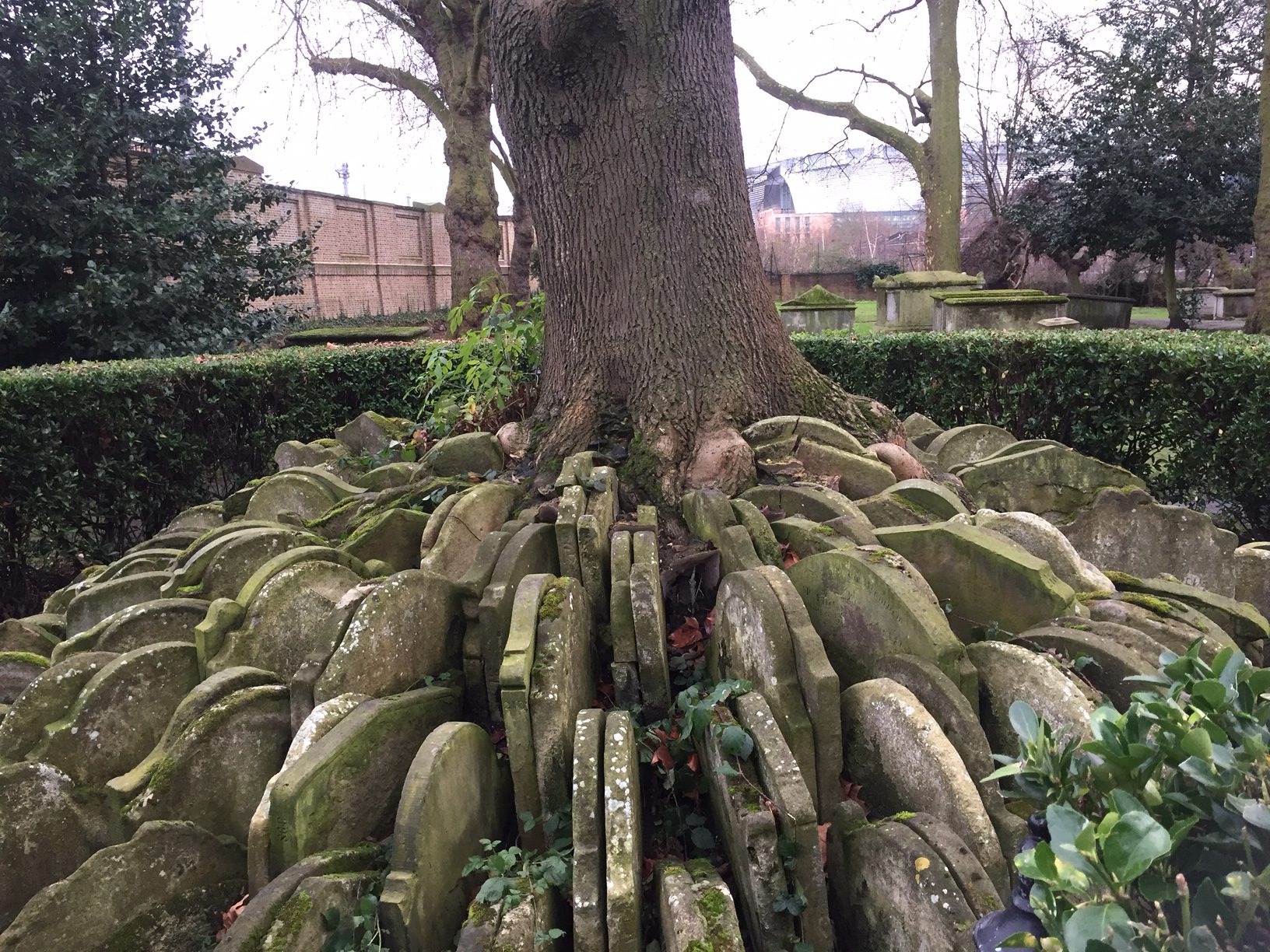Continental Railway Journeys: The Thomas Hardy tree and gravestones.