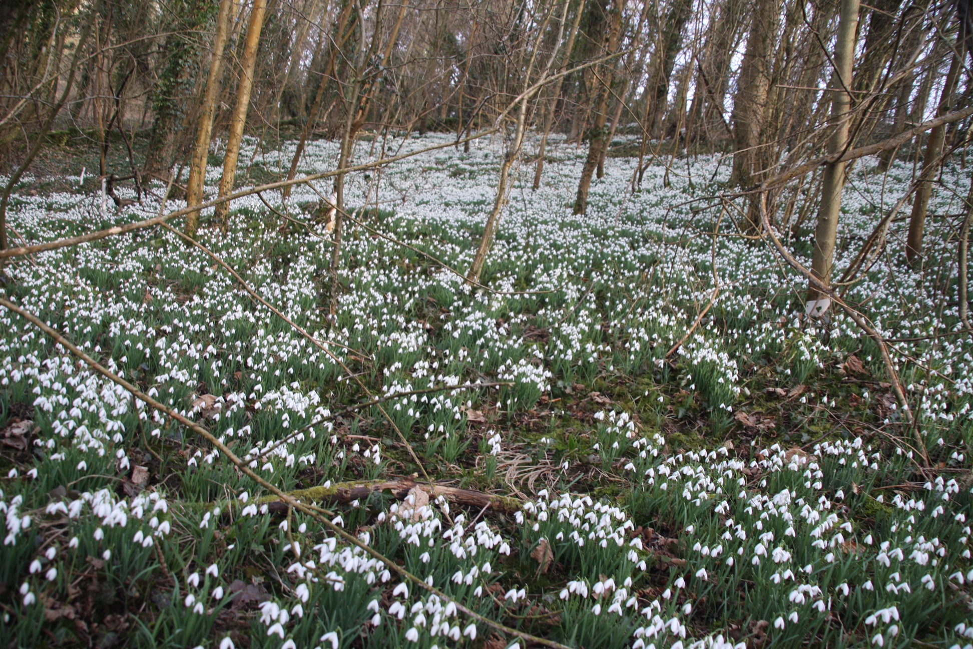 Snowdrops. Cherington Lake.