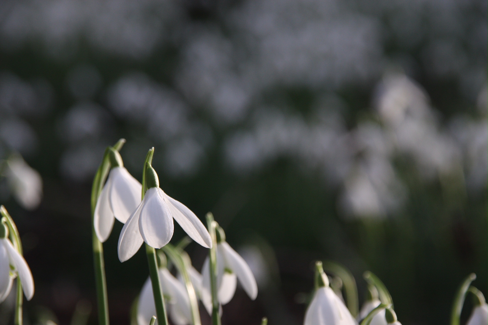 Snowdrops at Cherington Lake.