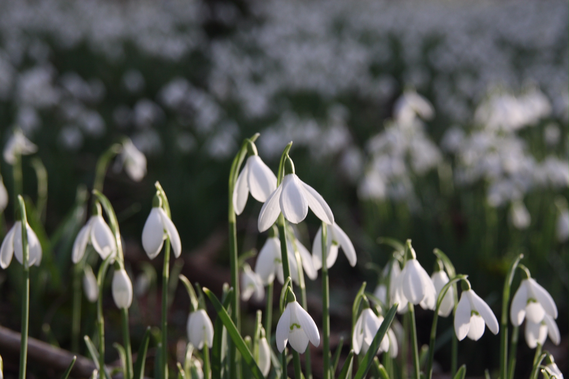 Snowdrops: Cherington Lake.