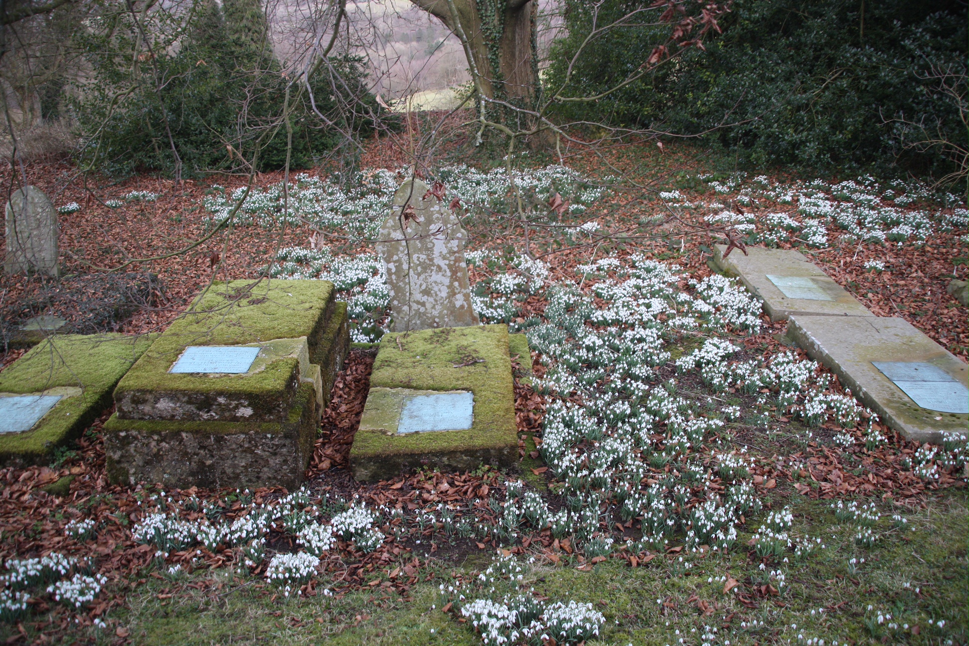 Snowdrops amongst the grave stones, St Andrew's, Miserden.