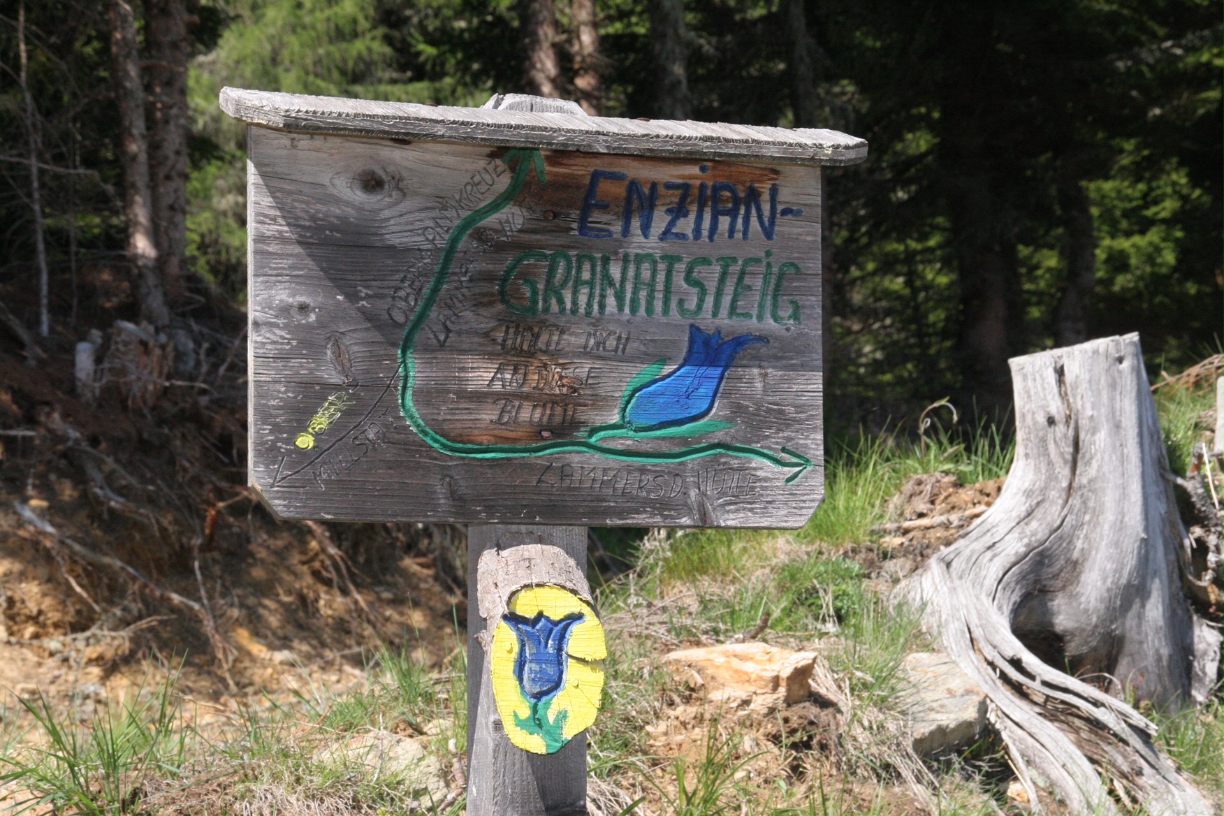 Austria: The trail is the “Enzien Trail”. Enzien - German for gentian. If you want to see them, it's the high tops, I am afraid.