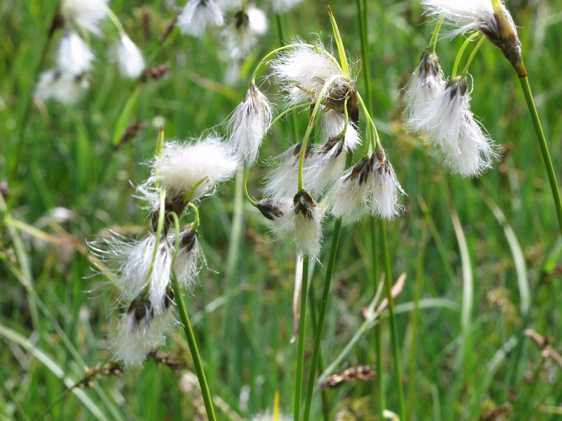 Austria: Cotton grass.