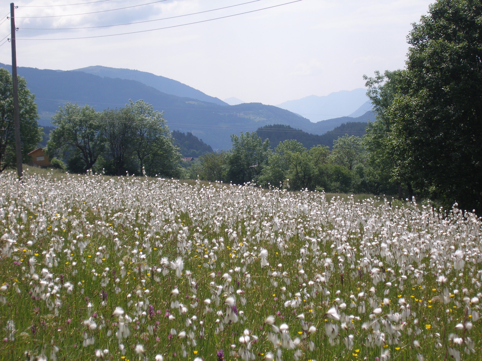 Austria: Cotton grass.