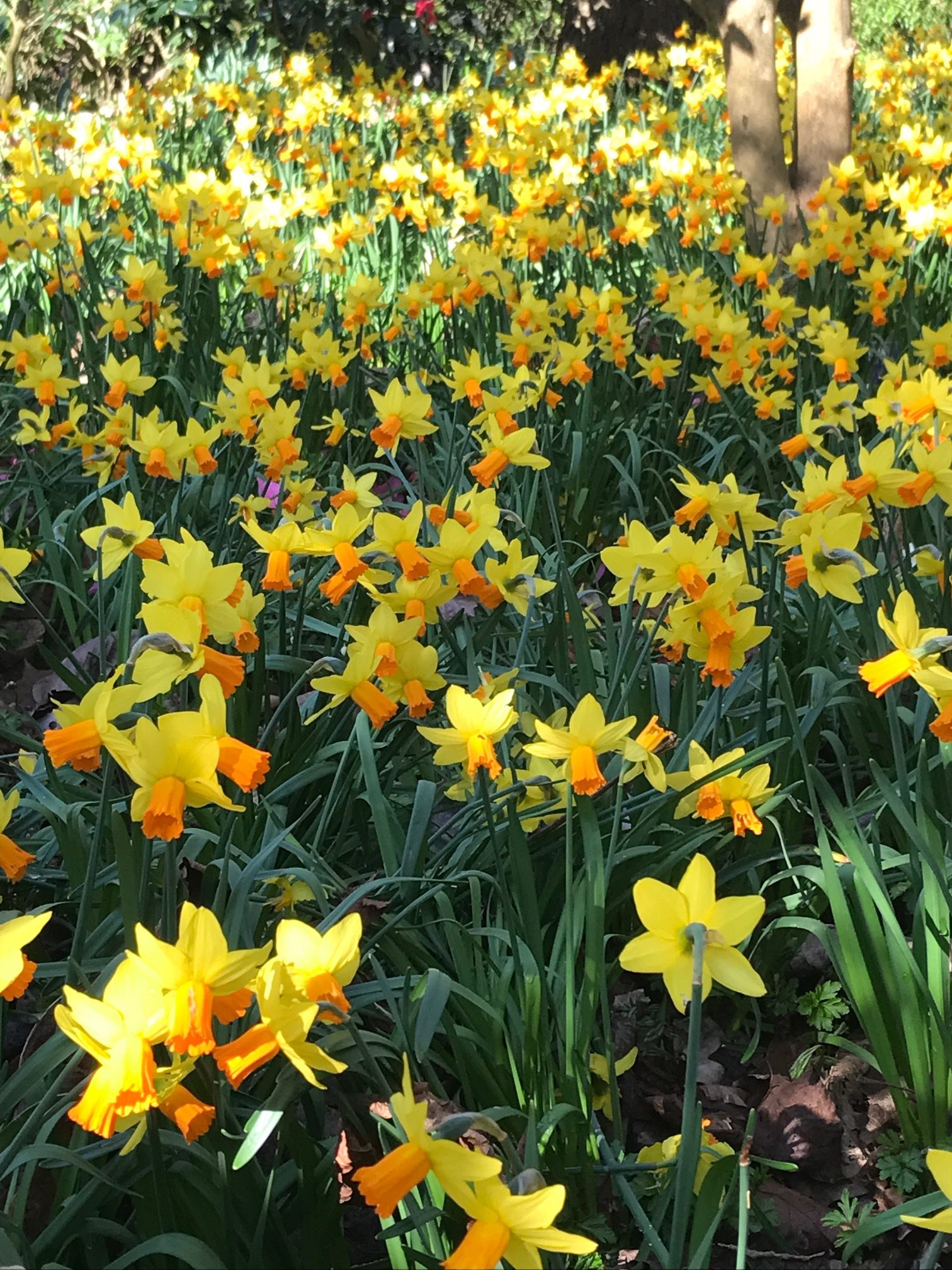 Good Grief: Wisley Gardens.