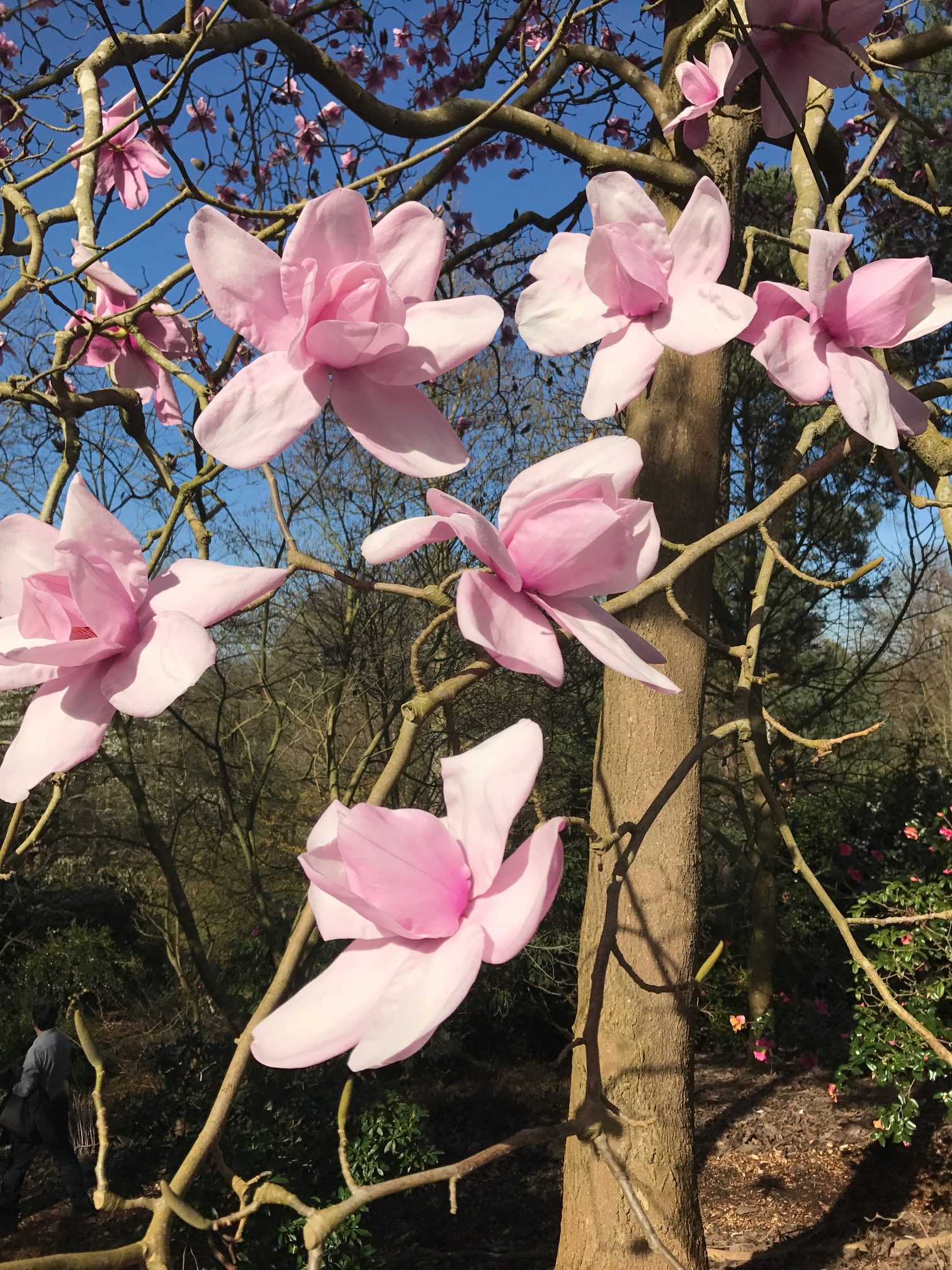 Good Grief: Wisley Gardens.