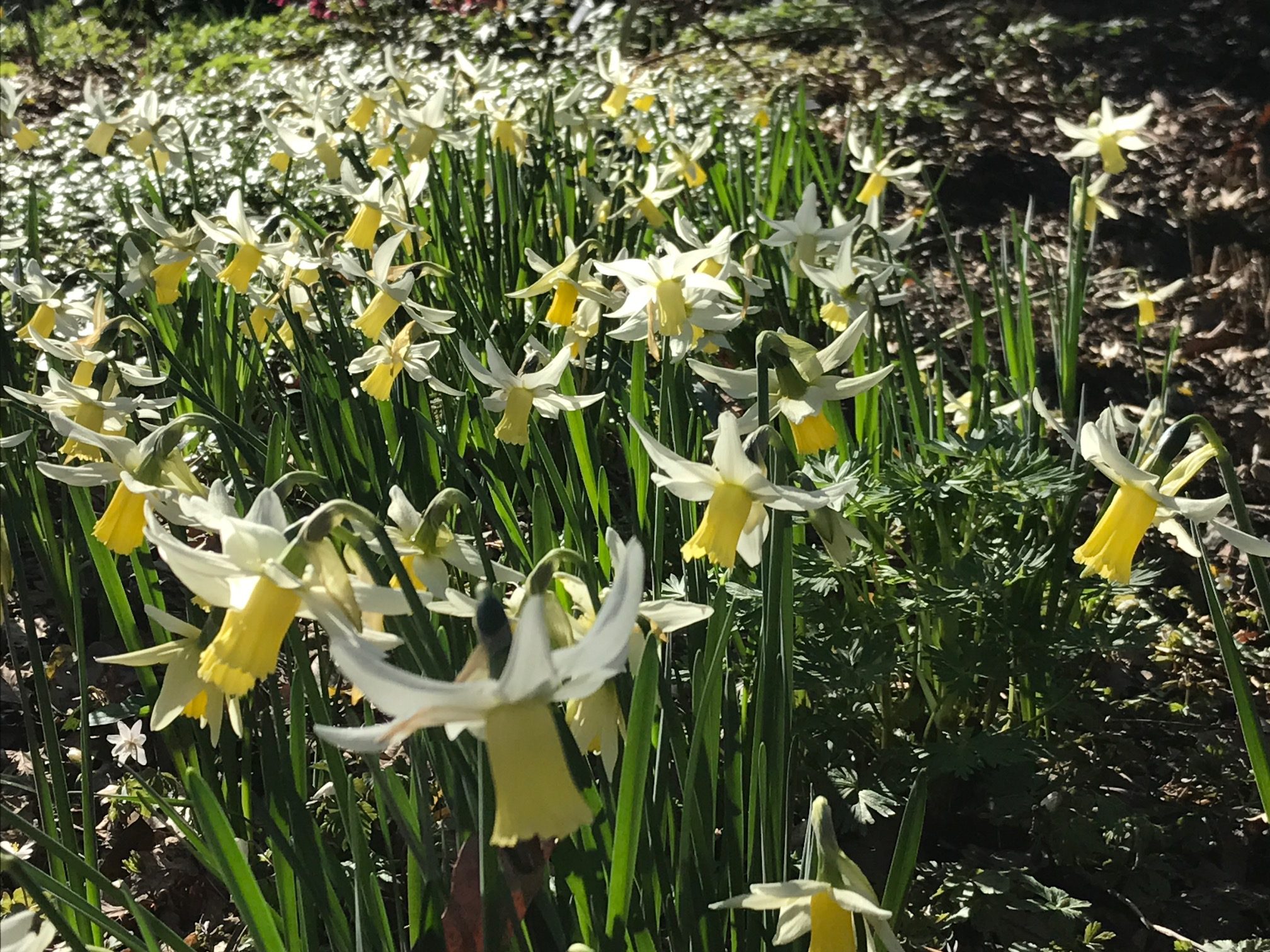 Good Grief: Wisley Gardens.