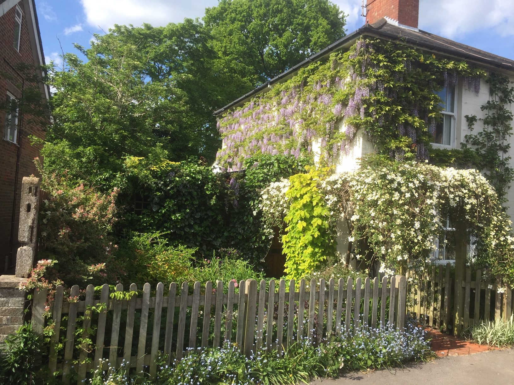Laurel Cottage: May 2016 - wisteria and white clematis montana. Yellow hop.