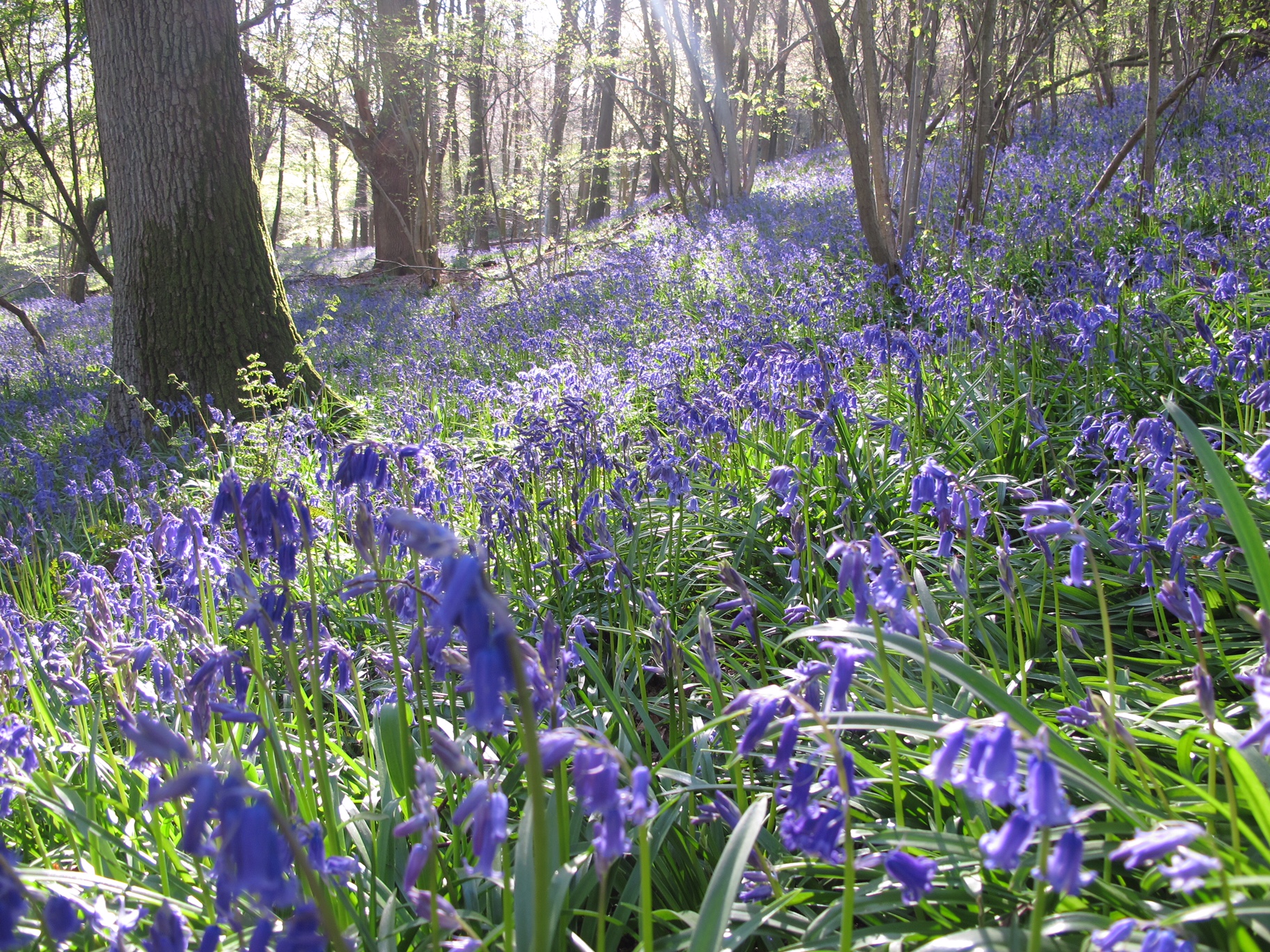 GAD - Generalised Anxiety Disorder - Out of the Darkness: GAD - Generalised Anxiety Disorder - Out of the Darkness: Bluebells.