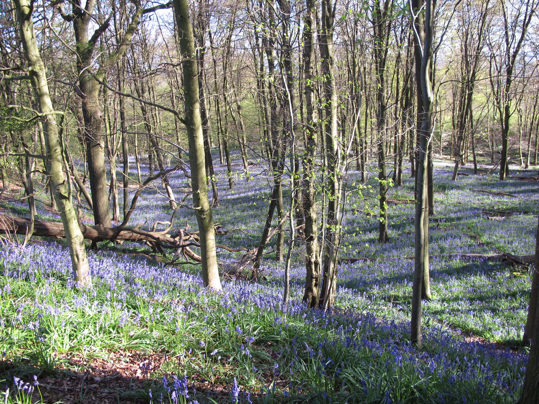 GAD - Generalised Anxiety Disorder - Out of the Darkness: GAD - Generalised Anxiety Disorder - Out of the Darkness: Bluebells.
