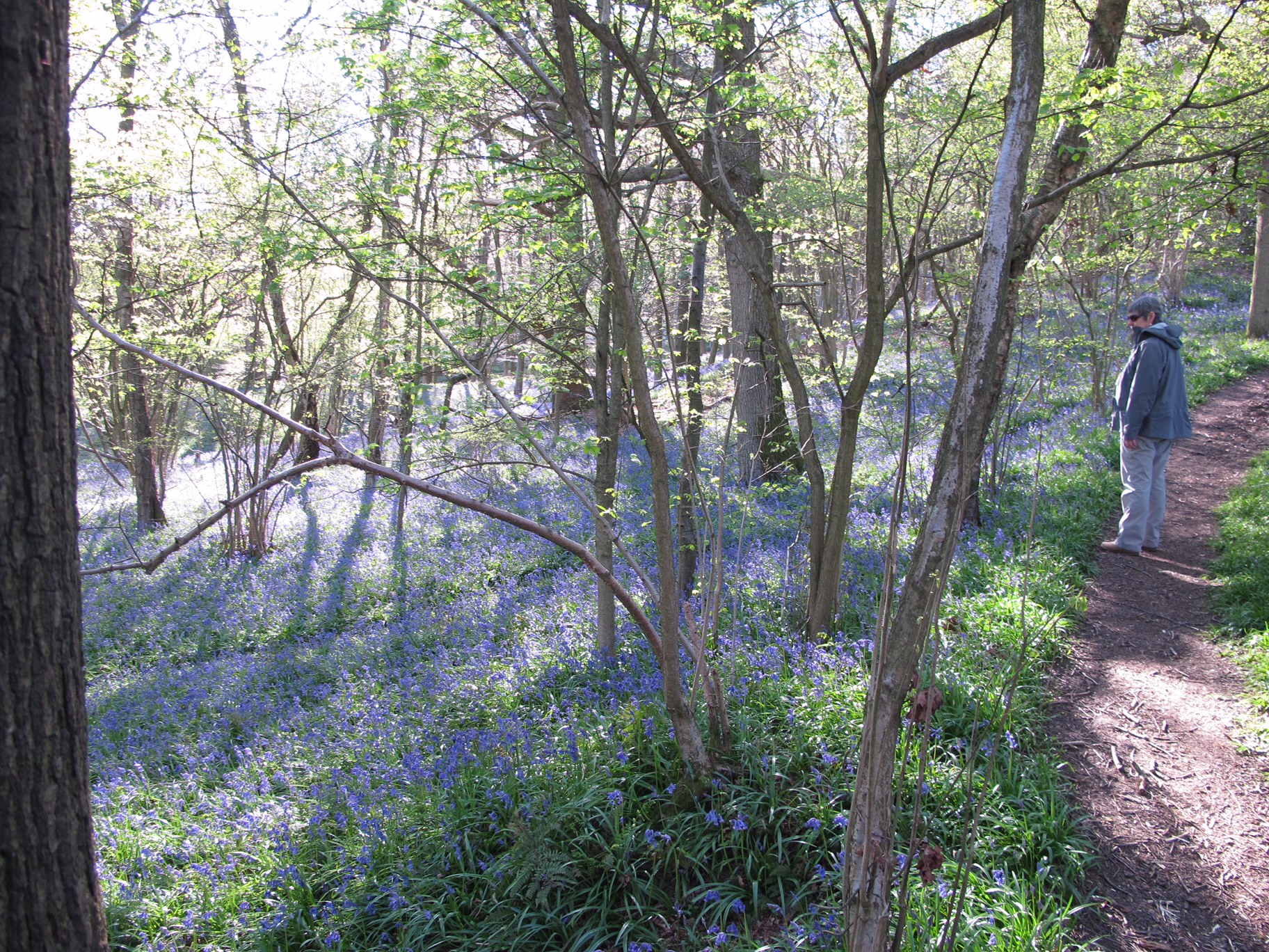 GAD - Generalised Anxiety Disorder - Out of the Darkness: GAD - Generalised Anxiety Disorder - Out of the Darkness: Bluebells.