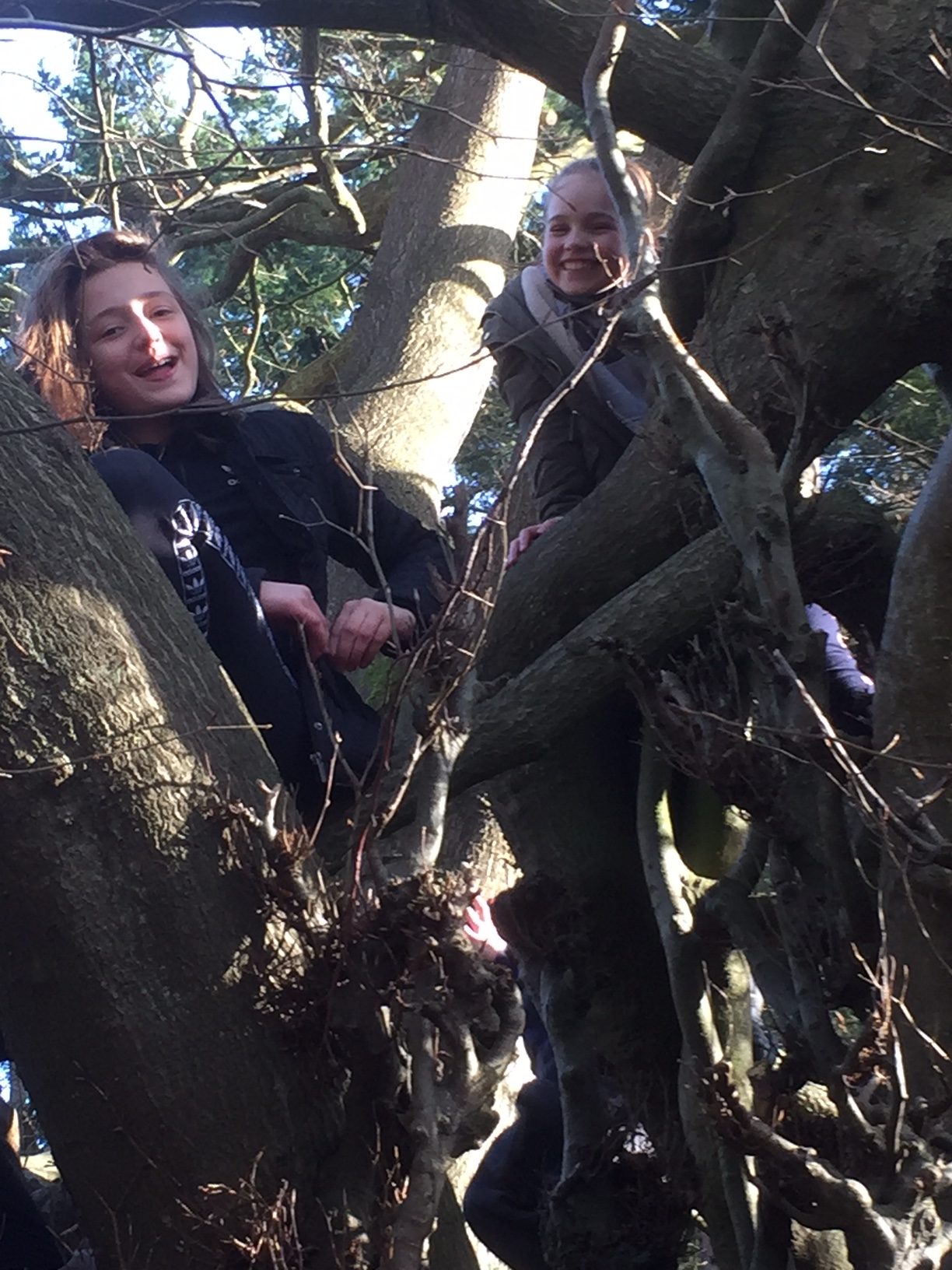 The Bench: The Witches Broom Tree.