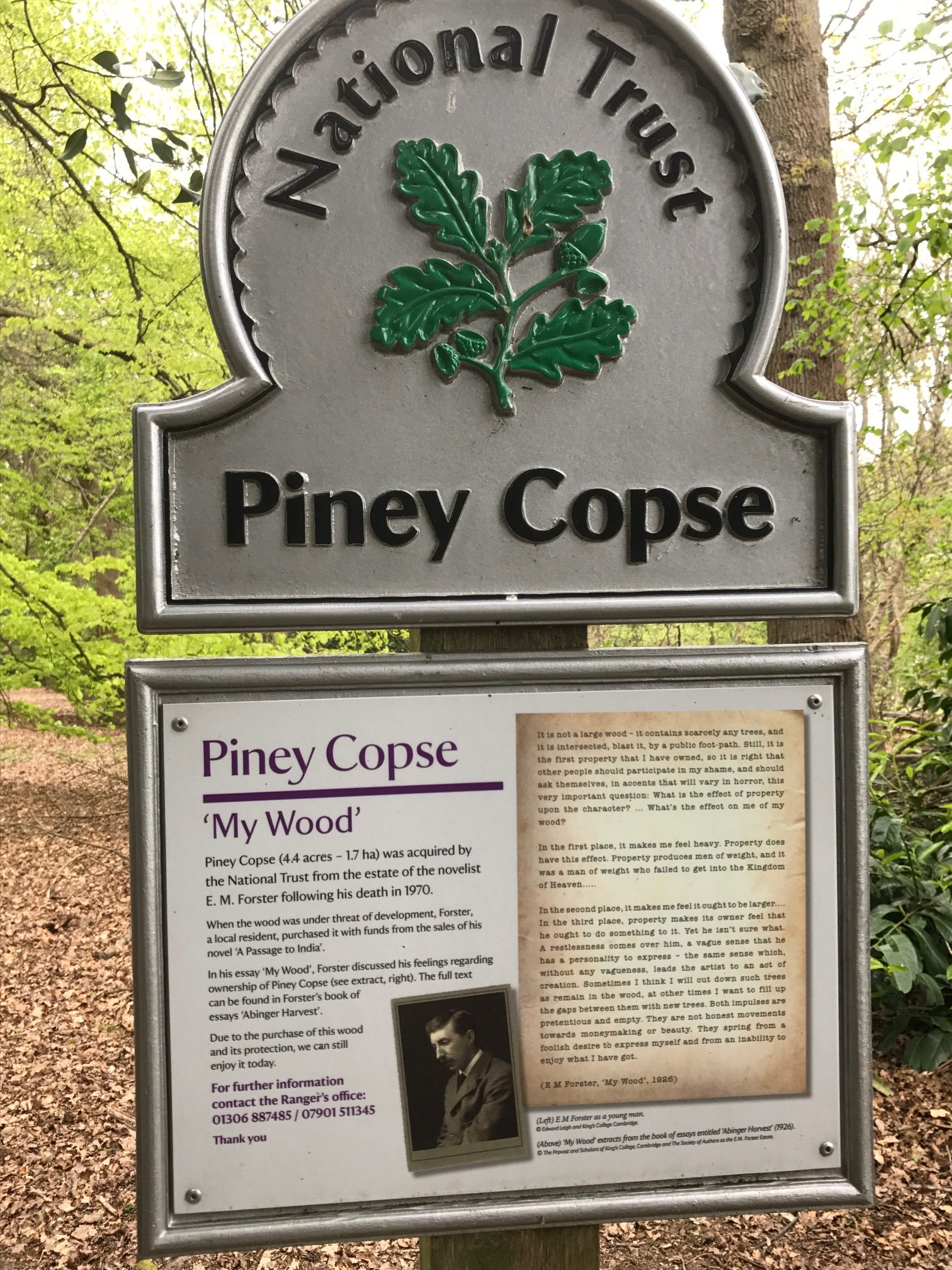 The Bench: Piney Copse.