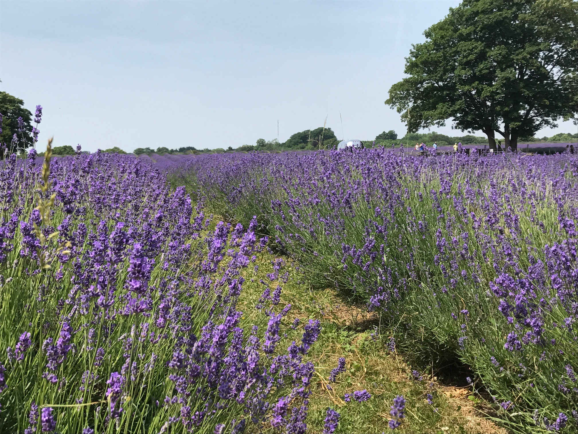 Heatwave: Mayfield Lavender.