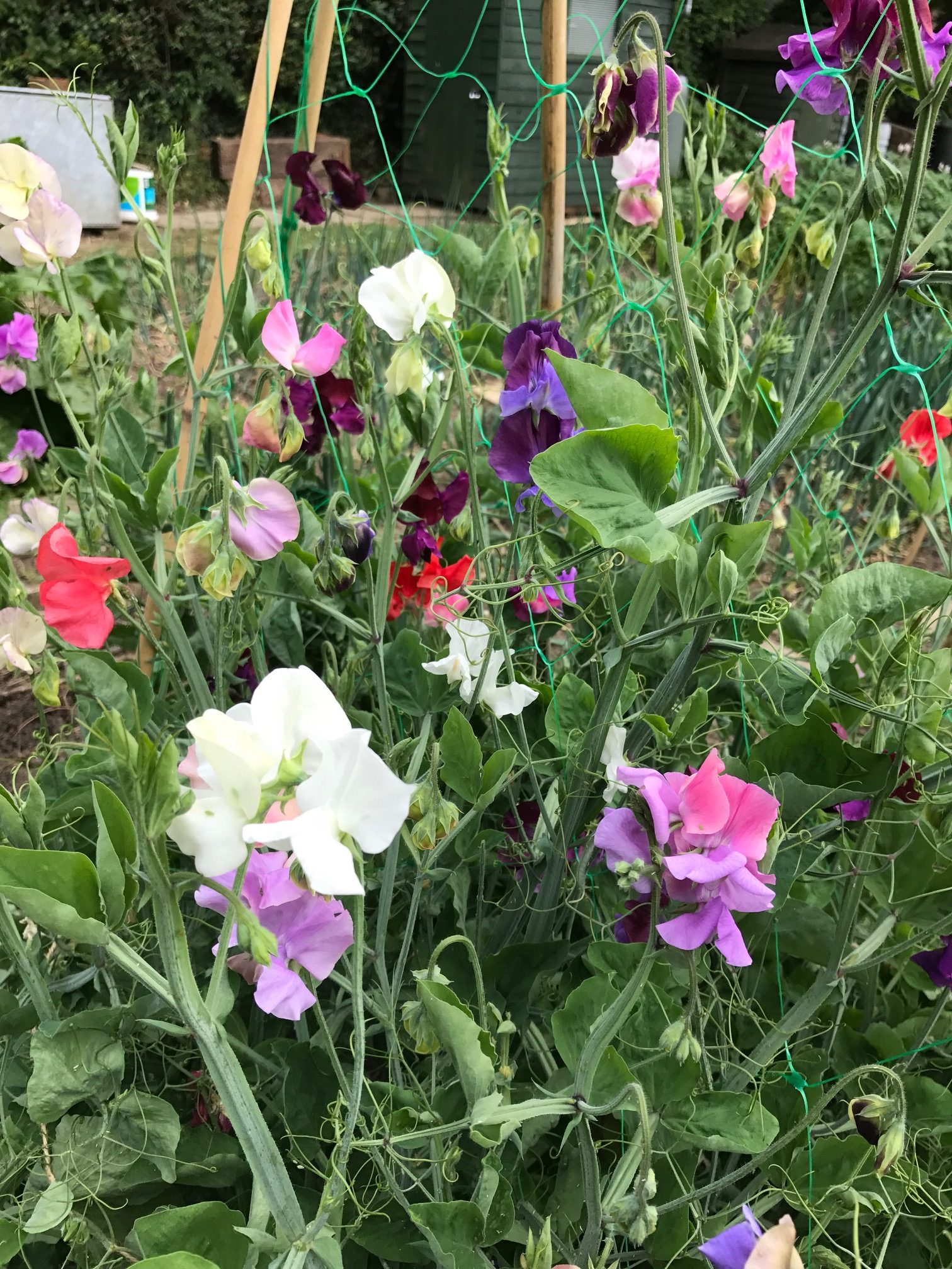 Heatwave: Sweet peas growing in the garden.