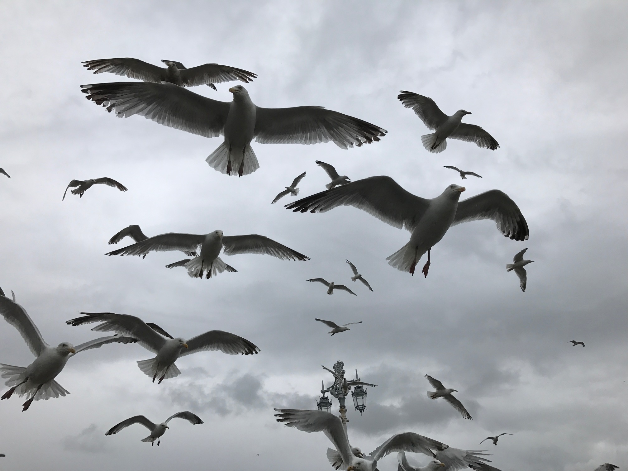 Brighton: Seagulls. What else!