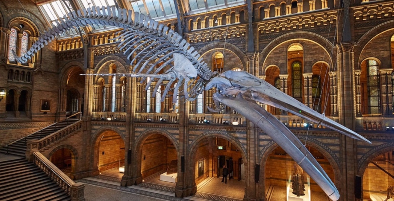 Outbreak of Common Sense: You don't really want a picture of a beached whale. So here is “Hope” the new star of the Natural History Museum. Replacing “Dippy” the famous dinosaur of all our childhoods.