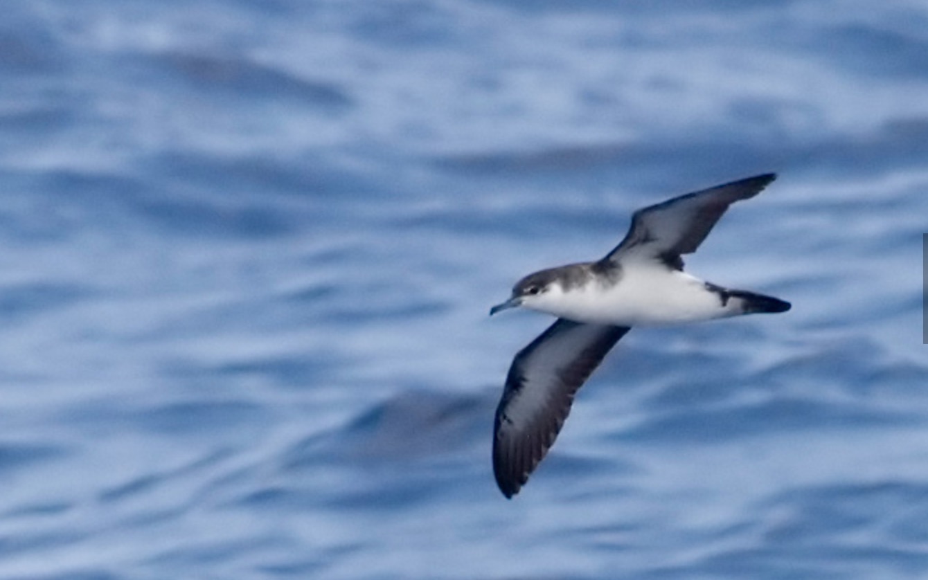 Kate Strudwick: Manx Shearwater