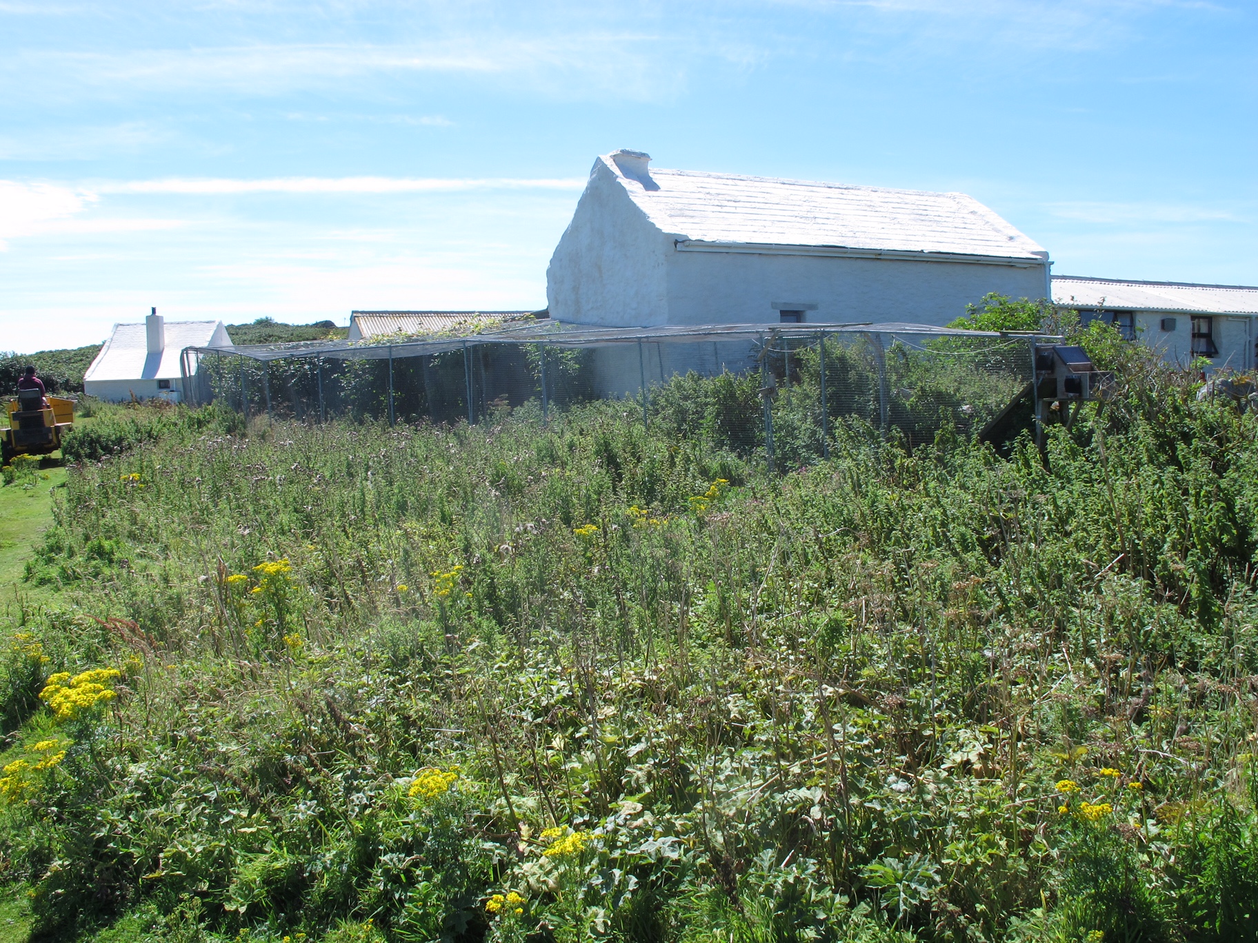 Kenny Birdringer: Heligoland trap.