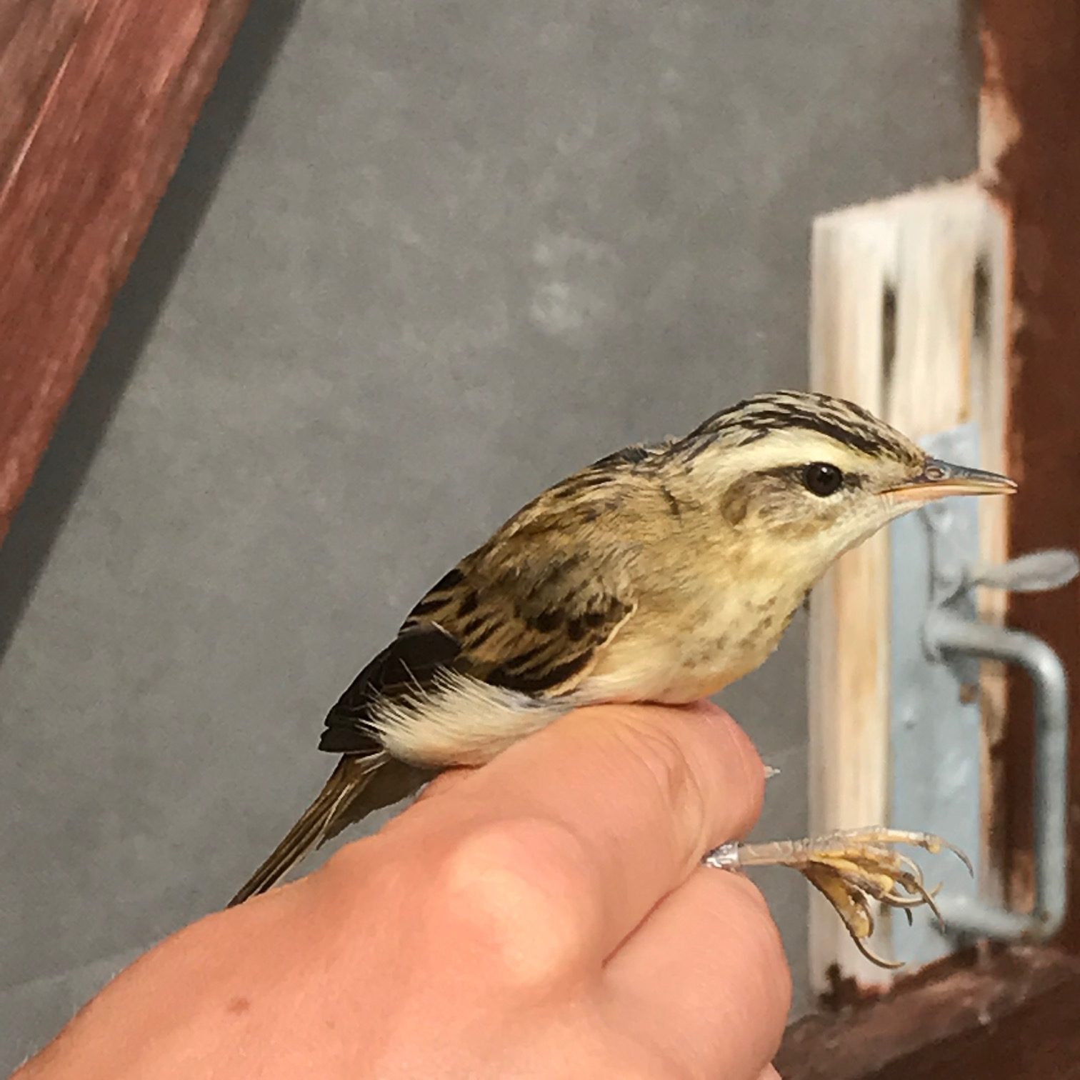 Kenny Birdringer: Ringing a Sedge Warbler. This tiny little bird will be on its way to to Africa soon.