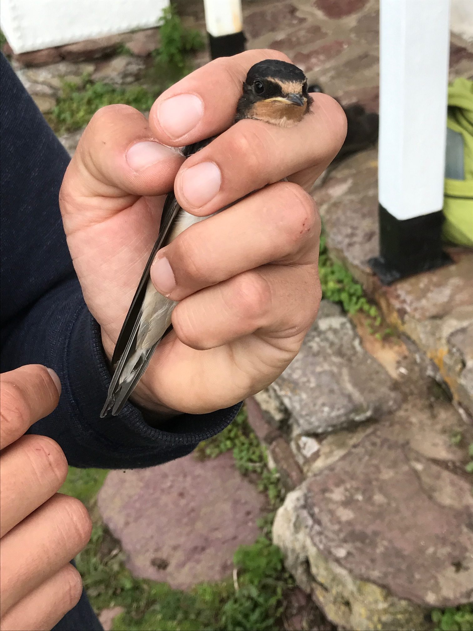 Kenny Birdringer: Ringing a young Swallow. On its way south soon too.