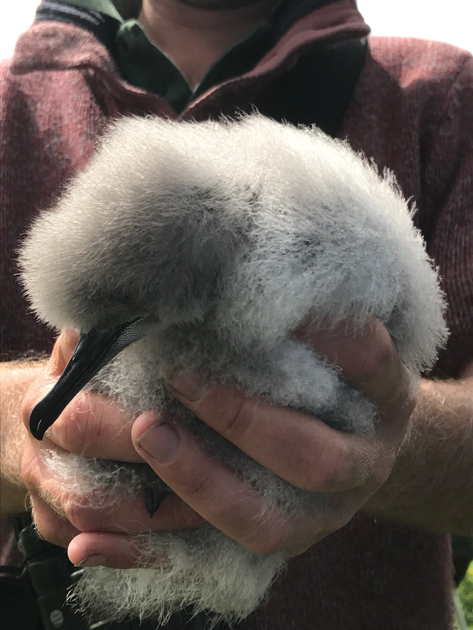 Kenny Birdringer: Shearwater Chick.