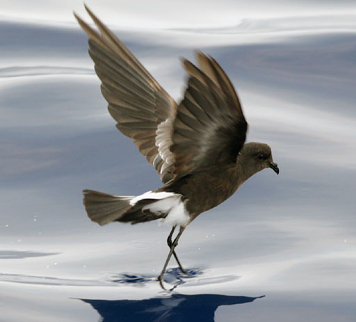 Kenny Birdringer: Storm Petrel.