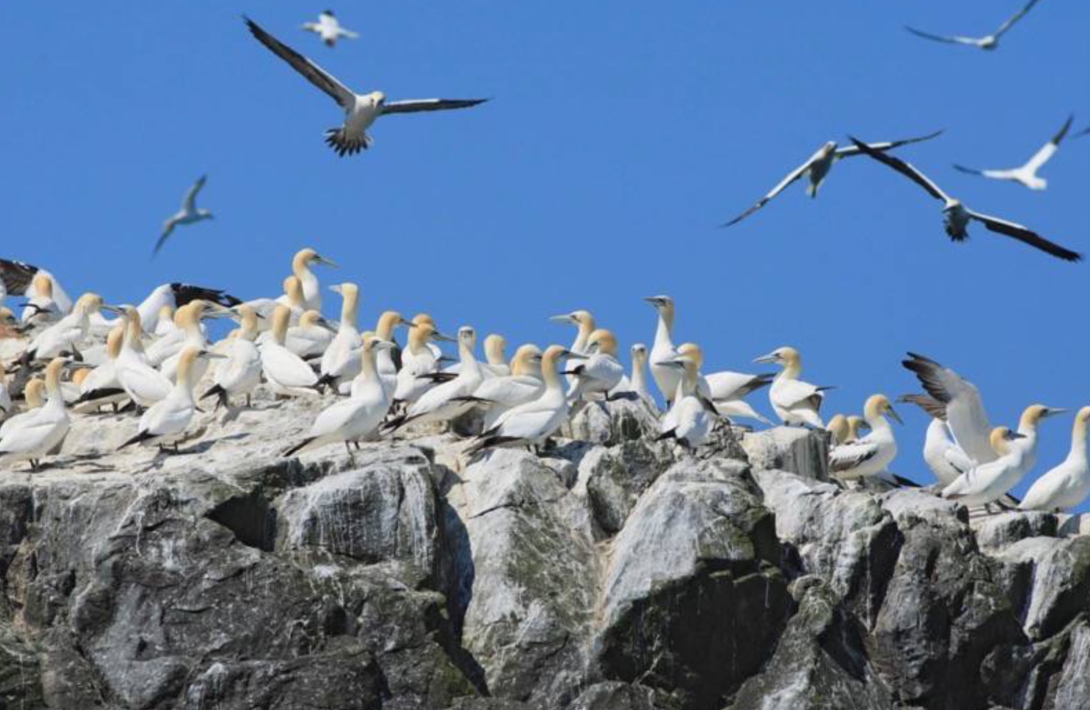 Kenny Birdringer: Ramsay Island.