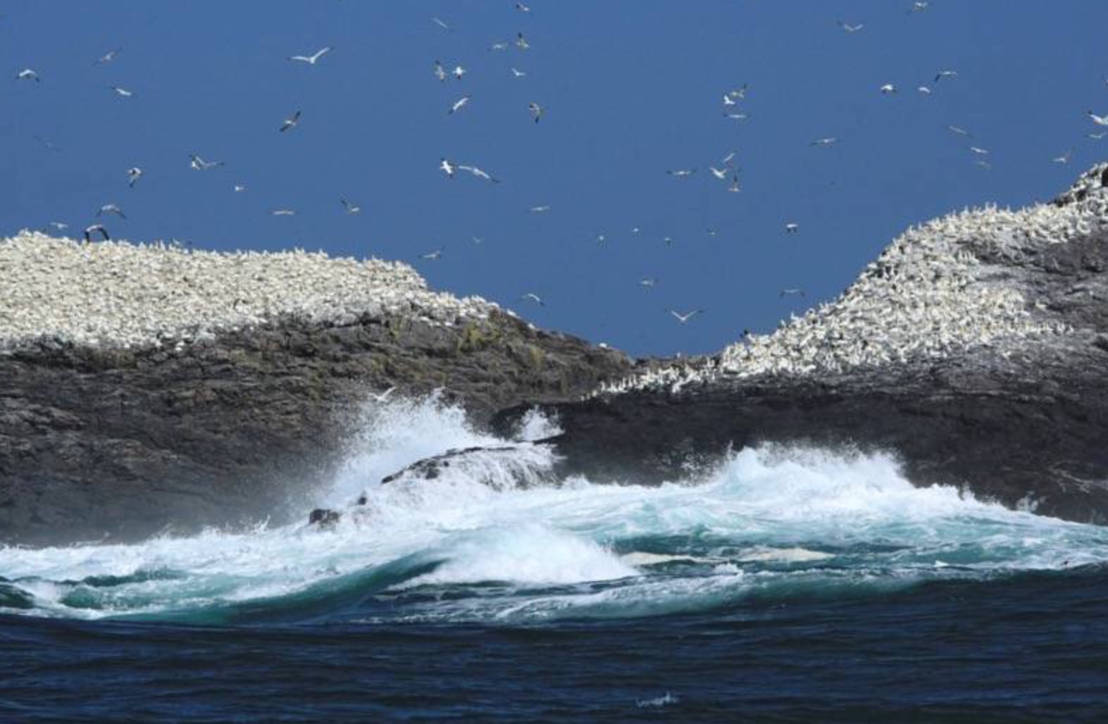 Kenny Birdringer: Grassholm Island.