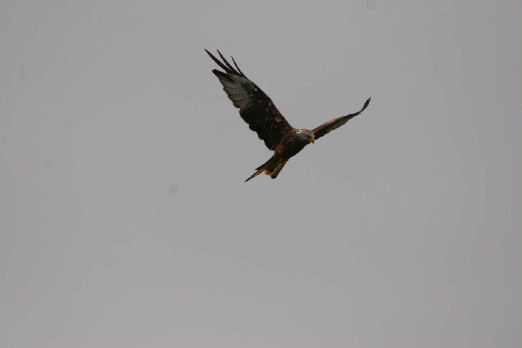 Gigrin Farm: The Red Kite is an impressive sight.