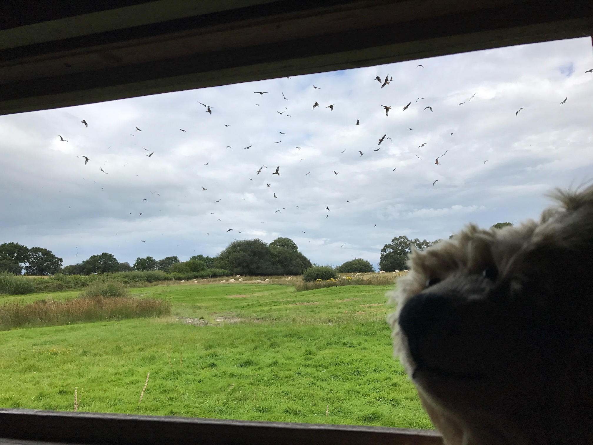 Gigrin Farm: Watching the many Red Kites from the hide.