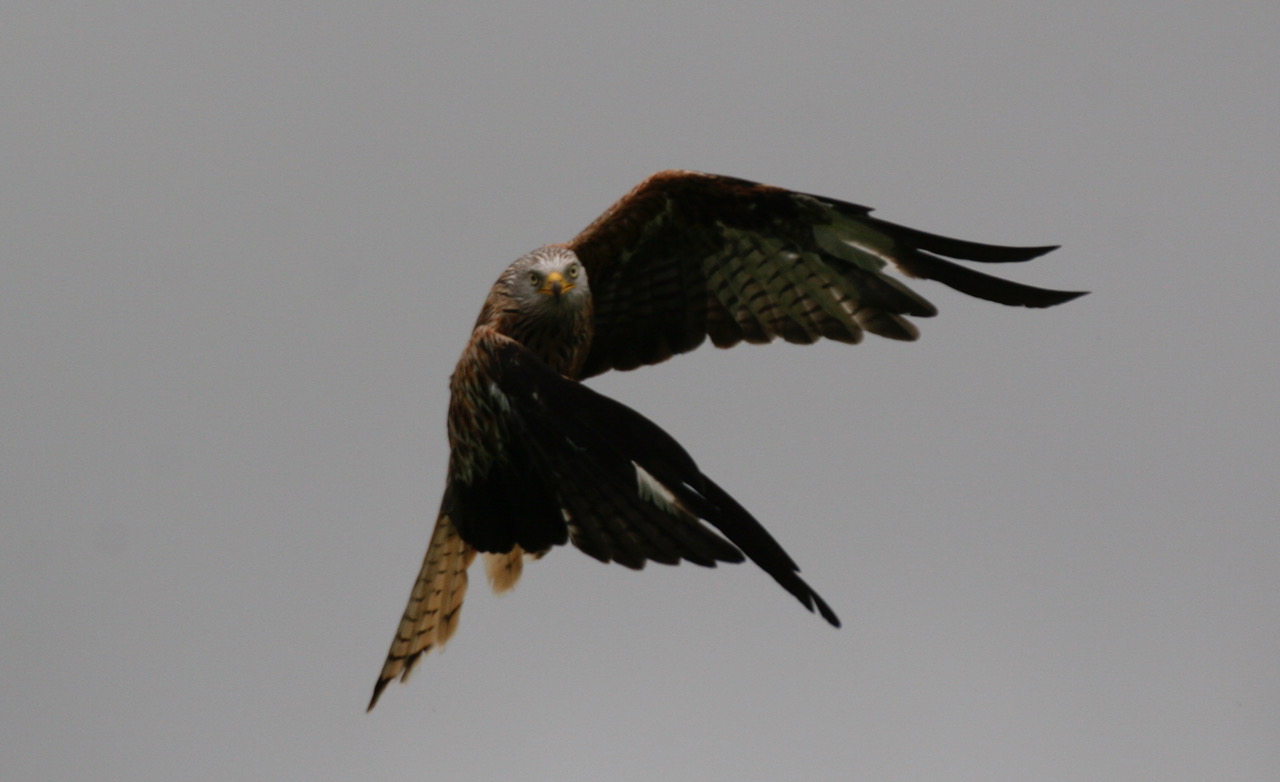 Gigrin Farm: Aerobatics.