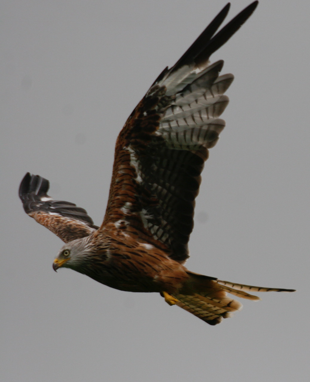 Gigrin Farm: Red Kite in full flight.