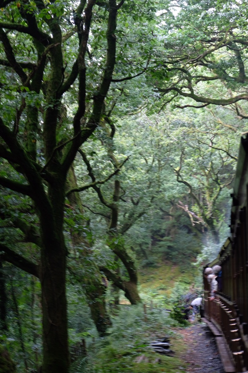 Grreat Little Trains of Wales: Tree on the line.