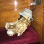Bertie asleep on a railway carriage seat with Bobby's hat over his face!