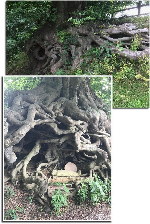 Wintershall Manor: Tree roots become a religious statement.
