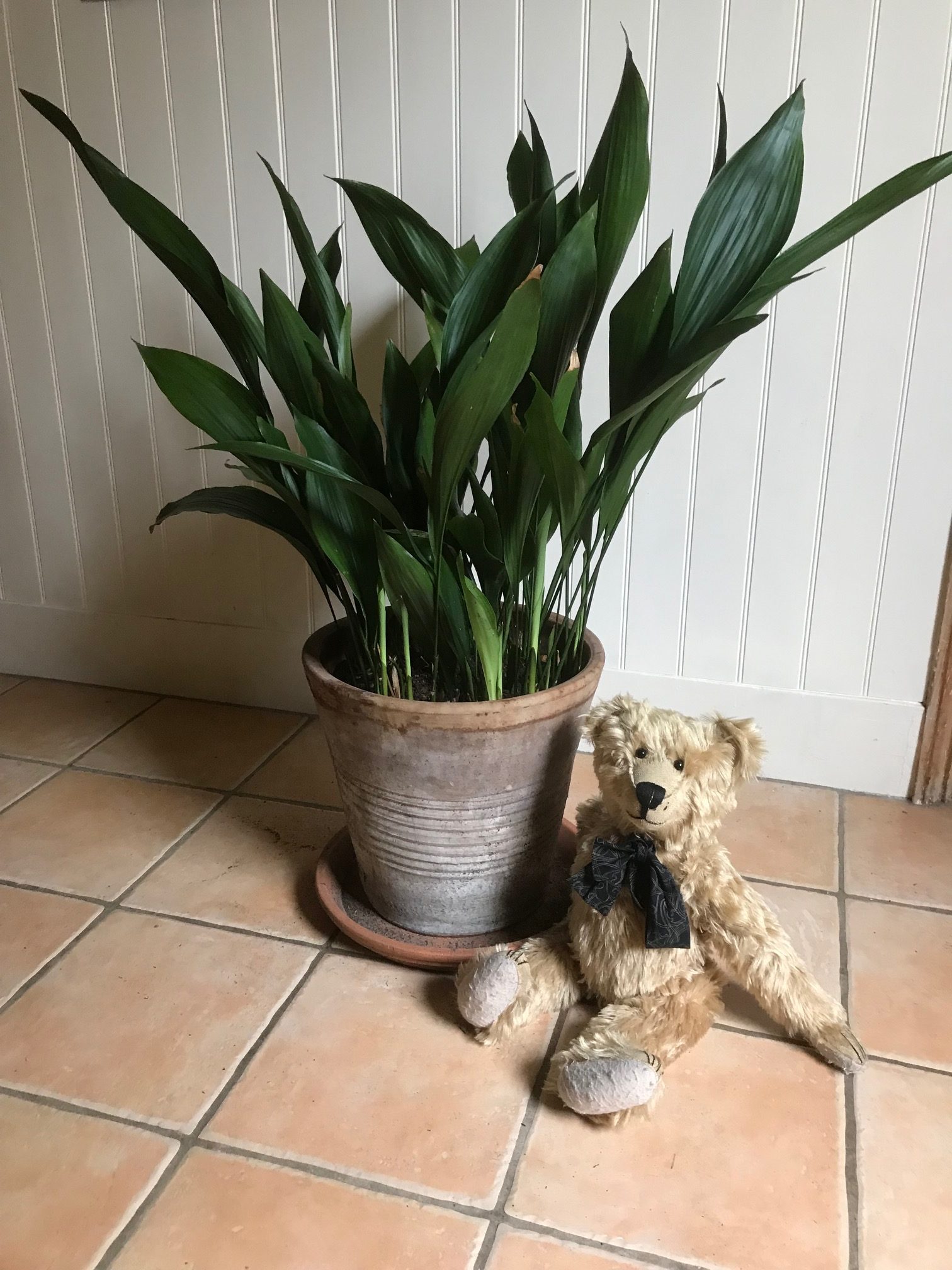 Aspidistra: Looks good from this side too!