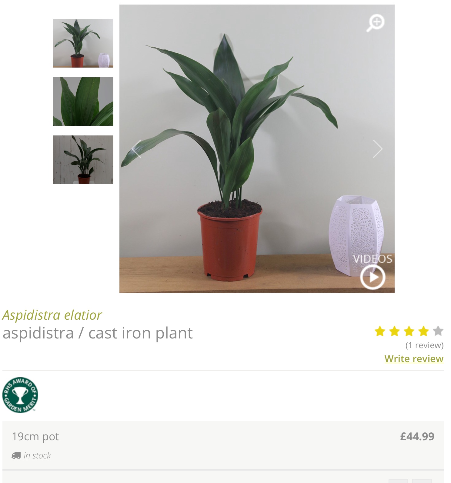 Check the price and compare the baby … with the Biggest Aspidistra in the world.