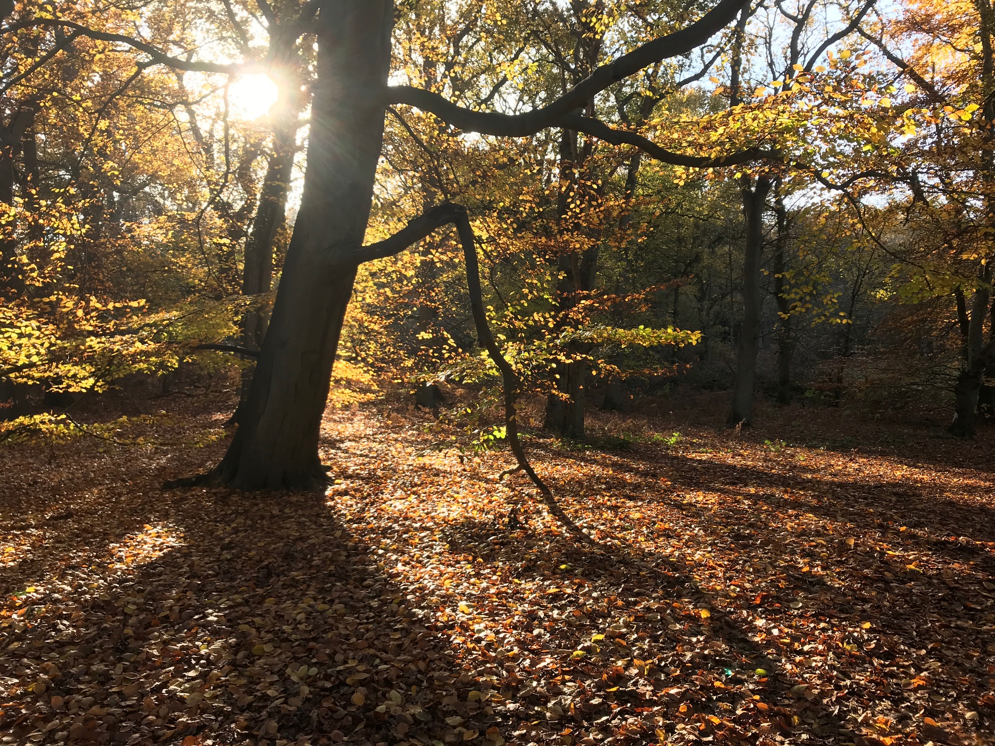 Small Talk Saves Lives: Abinger Roughs, behind Diddley’s bench.