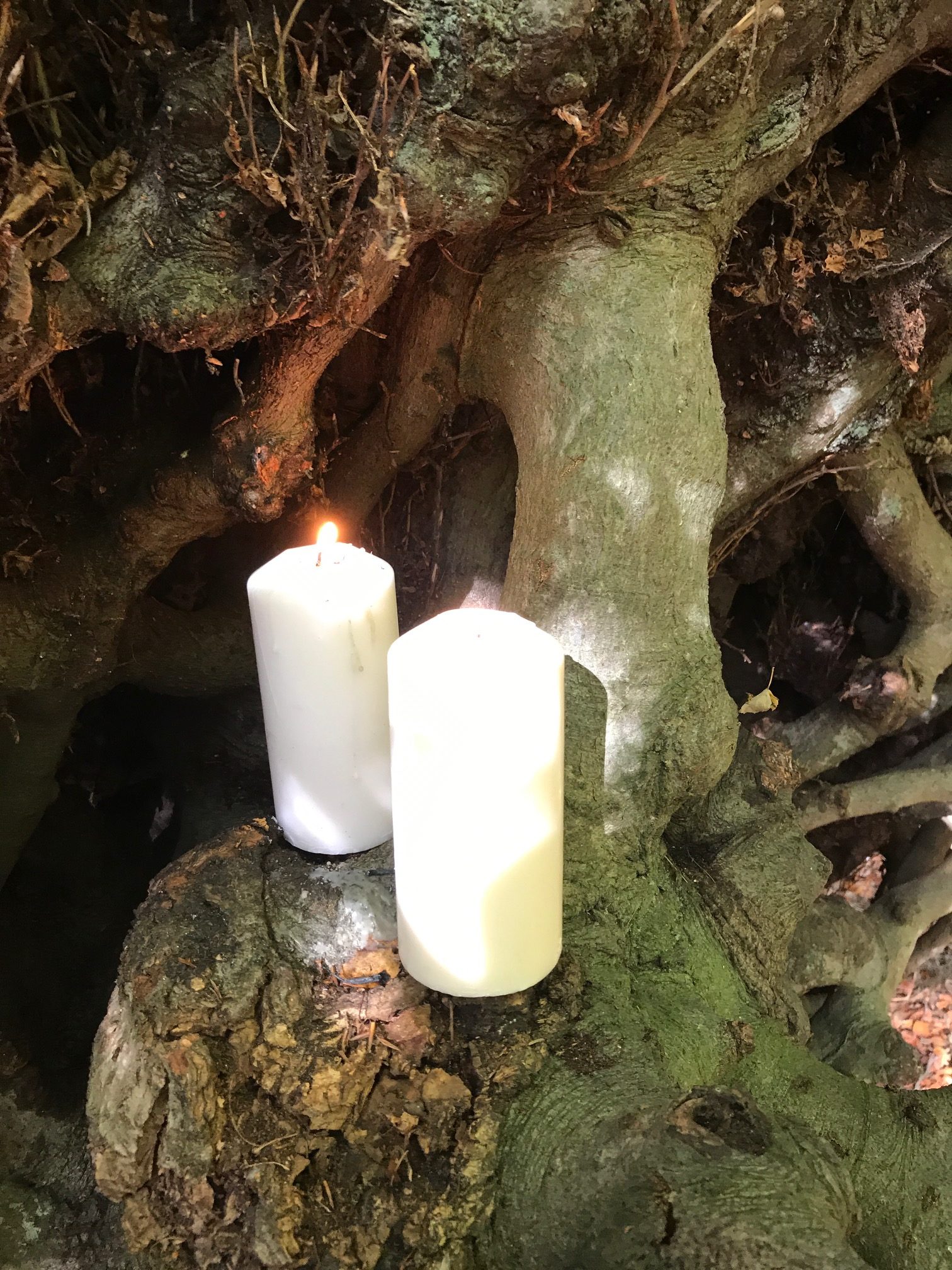 Ties: Lighting a Candle for Diddley - Under the Witches Broom tree.