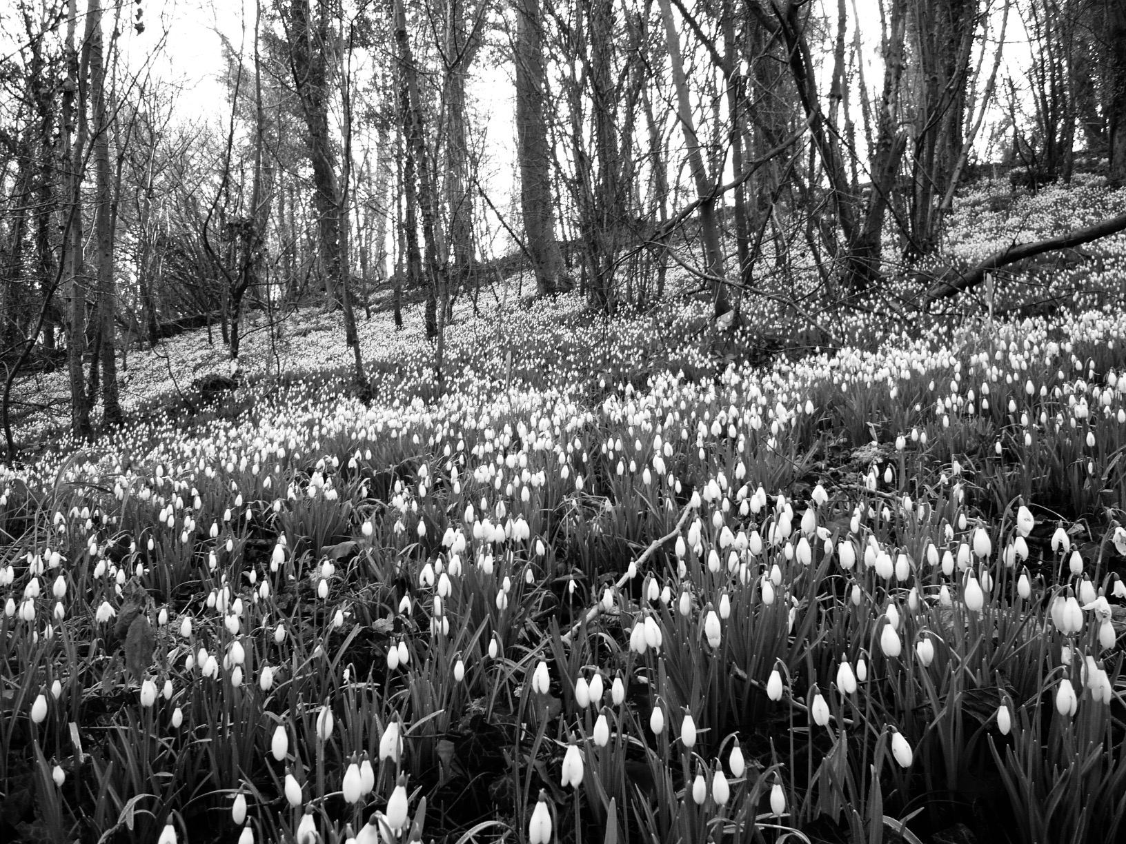 Cotswold Granny: Snowdrops at Cherrington Lakes, near Stroud.